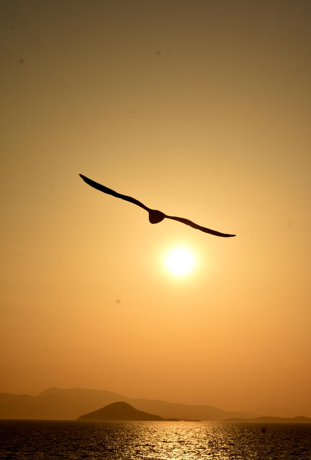 Freedom in Flight  - 101