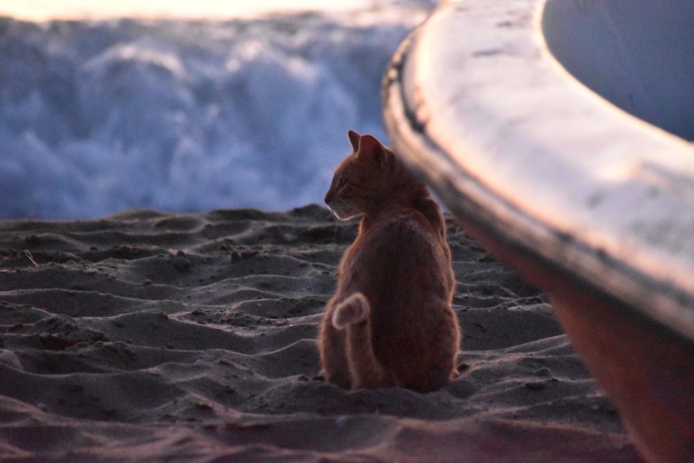 The Guardian of the Shore - 310