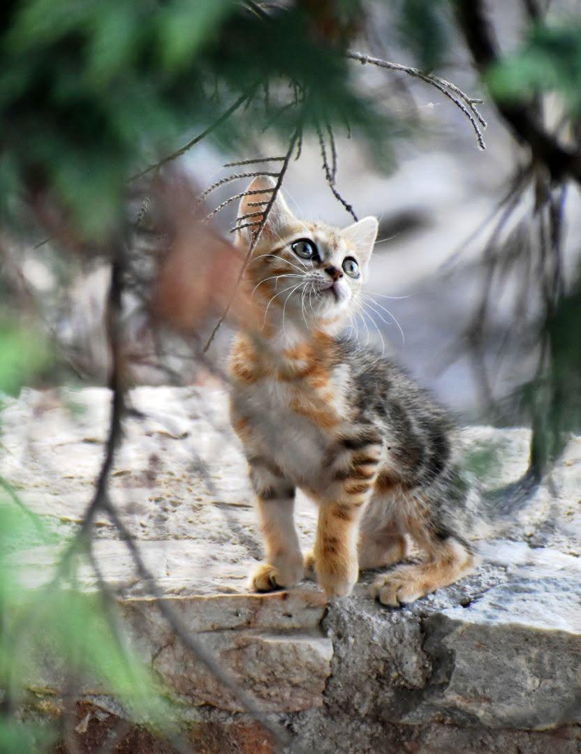 The Gaze of Innocence - 298