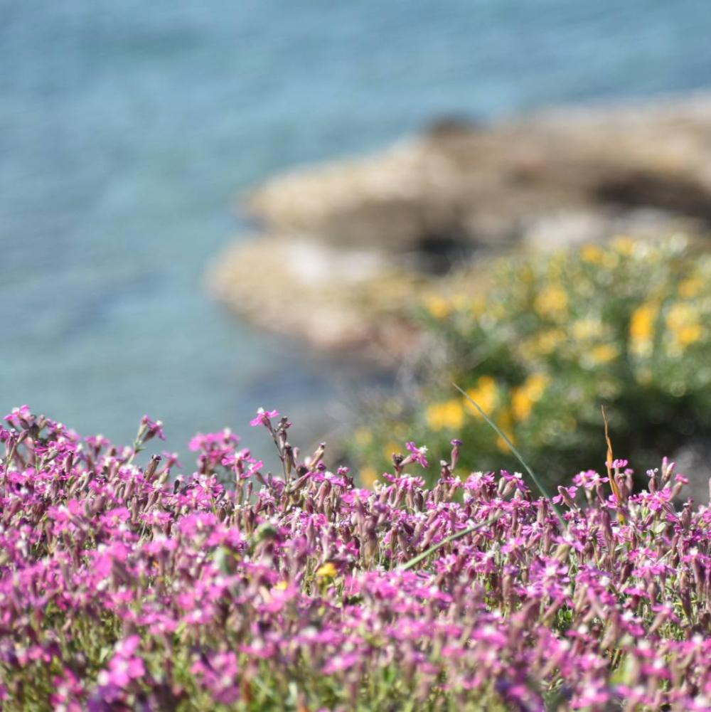 The Aegean Spring